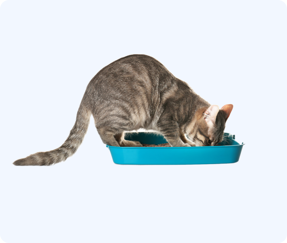 Pet Multi-Purpose Tray