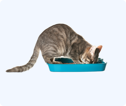 Pet Multi-Purpose Tray